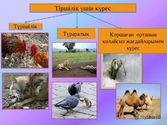 Тіршілік үшін күрес Түрішілік Түраралық Қоршаған ортаның қолайсыз жағдайларымен күрес 