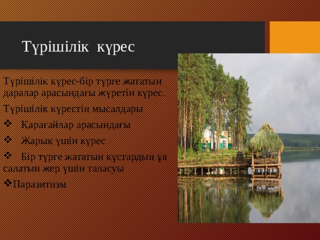 Түрішілік күрес Түрішілік күрес-бір түрге жататын даралар арасындағы жүретін күрес. Түрішілік күрестің мысалдары  Қарағайлар арасындағы  Жарық үшін күрес  Бір түрге жататын құстардың ұя салатын жер үшін таласуы Паразитизм 