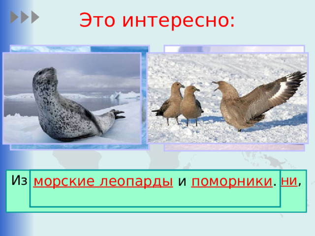 Это интересно: морские леопарды и поморники . Из наземных животных обитают тюлени , императорские пингвины ,  