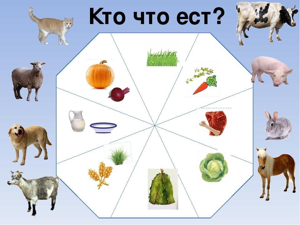 Проект в доу домашние животные