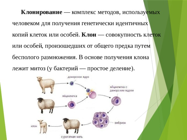 Клонирование  — комплекс методов, используемых человеком для получения генетически идентичных копий клеток или особей.  Клон  — совокупность клеток или особей, произошедших от общего предка путем бесполого размножения. В основе получения клона лежит митоз (у бактерий — простое деление). 