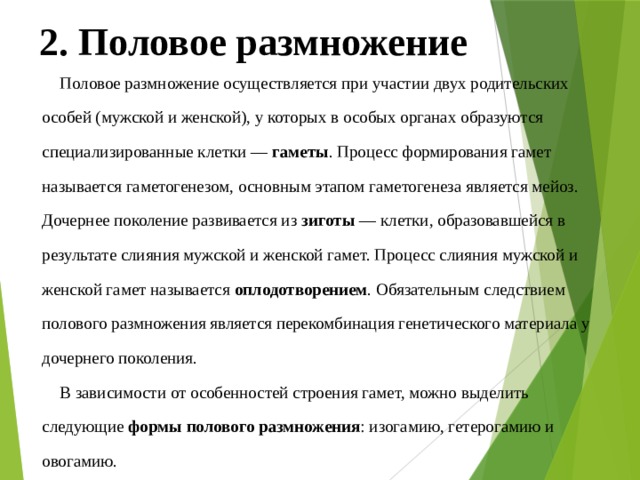 2. Половое размножение Половое размножение осуществляется при участии двух родительских особей (мужской и женской), у которых в особых органах образуются специализированные клетки —  гаметы . Процесс формирования гамет называется гаметогенезом, основным этапом гаметогенеза является мейоз. Дочернее поколение развивается из  зиготы  — клетки, образовавшейся в результате слияния мужской и женской гамет. Процесс слияния мужской и женской гамет называется  оплодотворением . Обязательным следствием полового размножения является перекомбинация генетического материала у дочернего поколения. В зависимости от особенностей строения гамет, можно выделить следующие  формы полового размножения : изогамию, гетерогамию и овогамию. 