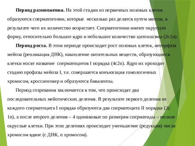 Период размножения. На этой стадии из первичных половых клеток образуются сперматогонии, которые несколько раз делятся путем митоза, в результате чего их количество возрастает. Сперматогонии имеют округлую форму, относительно большое ядро и небольшое количество цитоплазмы (2с2п). Период роста. В этом периоде происходит рост половых клеток, интерфаза мейоза (репликация ДНК), накопление питательных веществ, образующиеся клетки носят название сперматоцитов I порядка (4с2n). Ядро их проходит стадию профазы мейоза I, т.е. совершается конъюгация гомологичных хромосом, кроссинговер и образуются биваленты. Период созревания заключается в том, что происходят два последовательных мейотических деления. В результате первого деления из каждого сперматоцита I порядка образуются два сперматоцита II порядка (2с 1n), а после второго деления – 4 одинаковые по размерам сперматиды – мелкие округлые клетки. При этих делениях происходит уменьшение (редукция) числа хромосом вдвое (с ДНК, n хромосом). 