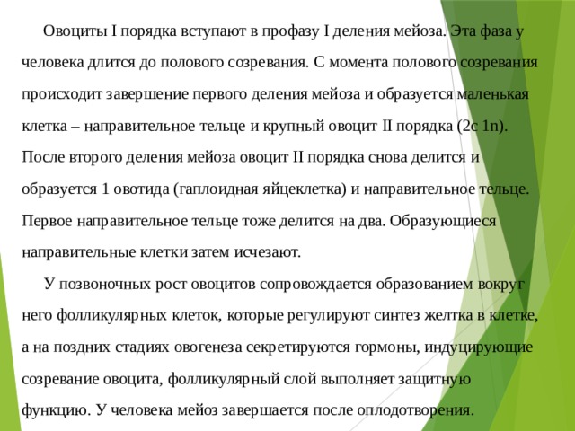Овоциты I порядка вступают в профазу I деления мейоза. Эта фаза у человека длится до полового созревания. С момента полового созревания происходит завершение первого деления мейоза и образуется маленькая клетка – направительное тельце и крупный овоцит II порядка (2с 1n). После второго деления мейоза овоцит II порядка снова делится и образуется 1 овотида (гаплоидная яйцеклетка) и направительное тельце. Первое направительное тельце тоже делится на два. Образующиеся направительные клетки затем исчезают. У позвоночных рост овоцитов сопровождается образованием вокруг него фолликулярных клеток, которые регулируют синтез желтка в клетке, а на поздних стадиях овогенеза секретируются гормоны, индуцирующие созревание овоцита, фолликулярный слой выполняет защитную функцию. У человека мейоз завершается после оплодотворения. 