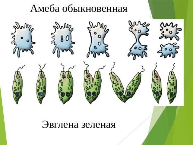Амеба обыкновенная          Эвглена зеленая 