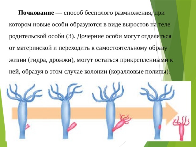 Почкование  — способ бесполого размножения, при котором новые особи образуются в виде выростов на теле родительской особи (3). Дочерние особи могут отделяться от материнской и переходить к самостоятельному образу жизни (гидра, дрожжи), могут остаться прикрепленными к ней, образуя в этом случае колонии (коралловые полипы). 