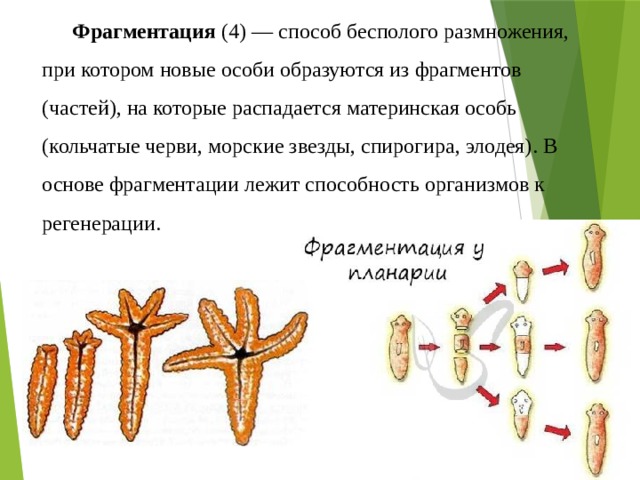 Фрагментация это