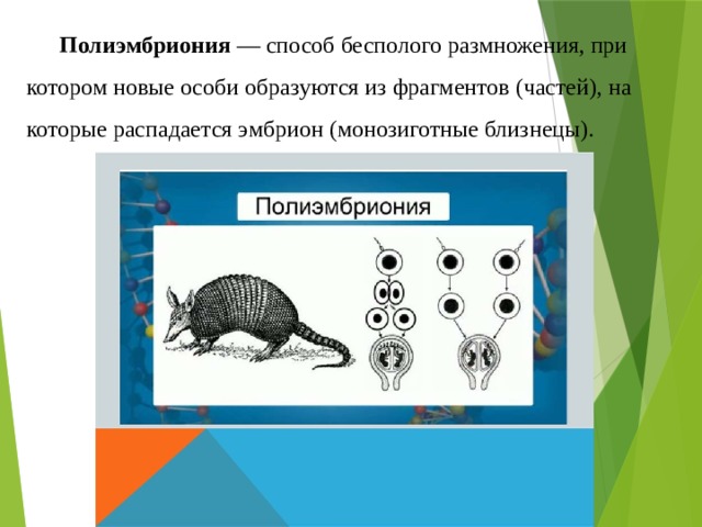 Полиэмбриония  — способ бесполого размножения, при котором новые особи образуются из фрагментов (частей), на которые распадается эмбрион (монозиготные близнецы). 
