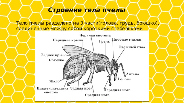 Строение тела пчелы Тело пчелы разделено на 3 части(голова, грудь, брюшко), соединенные между собой короткими стебельками 