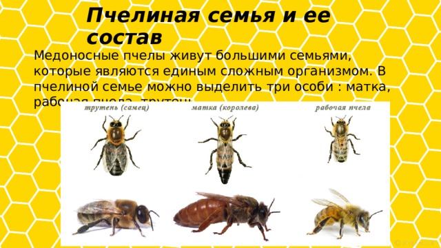 Пчелиная семья и ее состав   Медоносные пчелы живут большими семьями, которые являются единым сложным организмом. В пчелиной семье можно выделить три особи : матка, рабочая пчела, трутень 