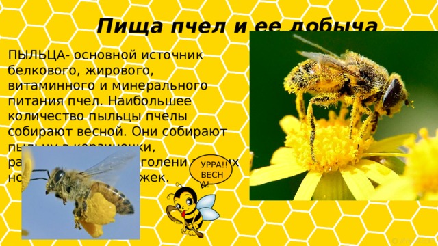 Пища пчел и ее добыча   ПЫЛЬЦА- основной источник белкового, жирового, витаминного и минерального питания пчел. Наибольшее количество пыльцы пчелы собирают весной. Они собирают пыльцу в корзиночки, расположенные на голени задних ножек, в виде обножек. УРРА!! ВЕСНА! 