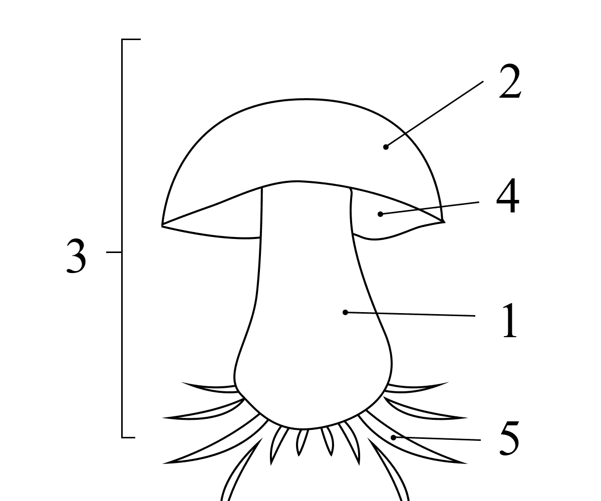 Структура шляпочного гриба
