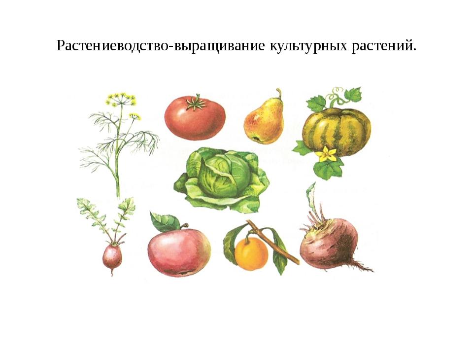 Рисунки культурных растений