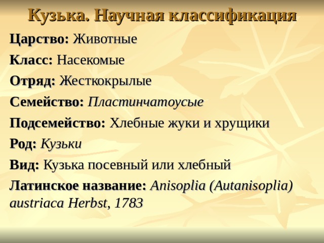 Первая научная классификация. Хлебный Жук Кузька научная классификация