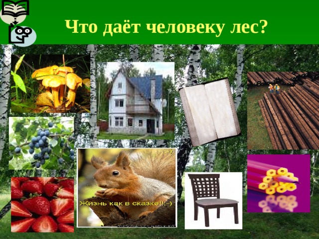 Что даёт человеку лес? 