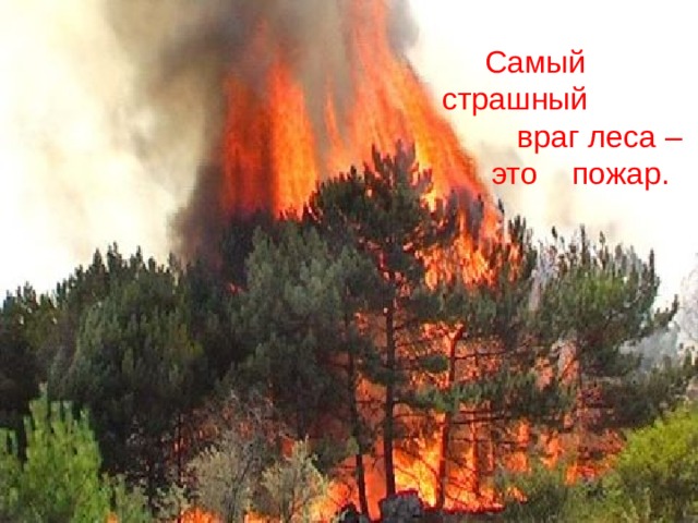  Самый  страшный враг леса –  это пожар. 