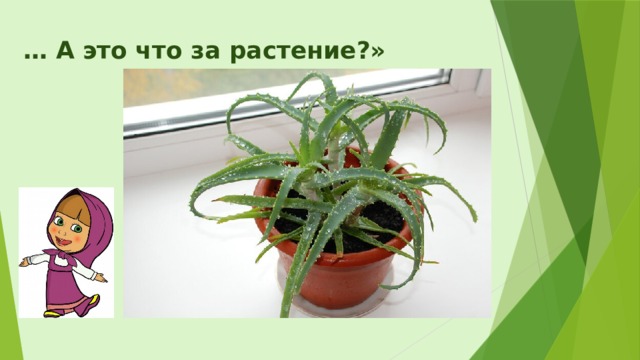… А это что за растение?» 