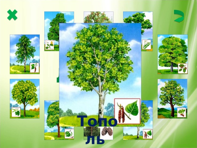 Деревья  Тополь  