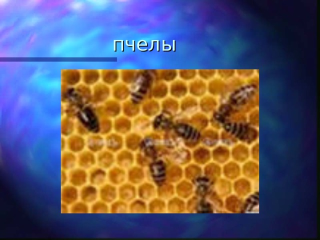 пчелы 