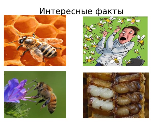 Интересные факты 