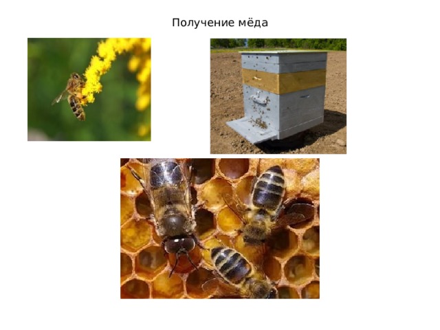 Получение мёда 