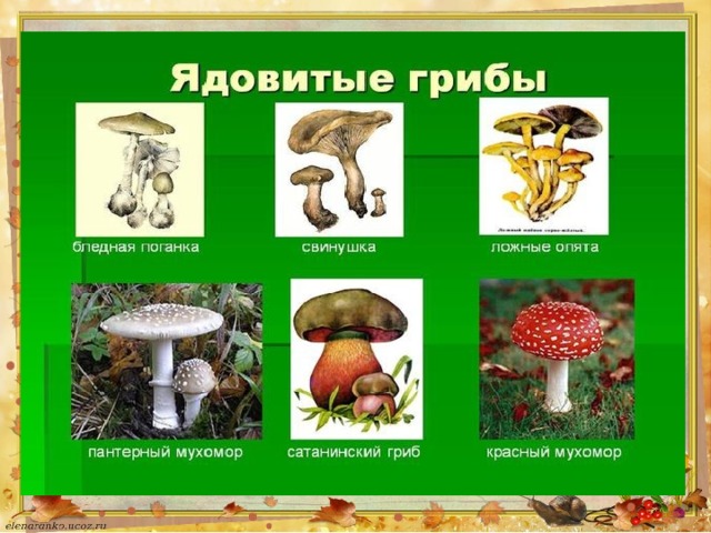 Ядовитые грибы 