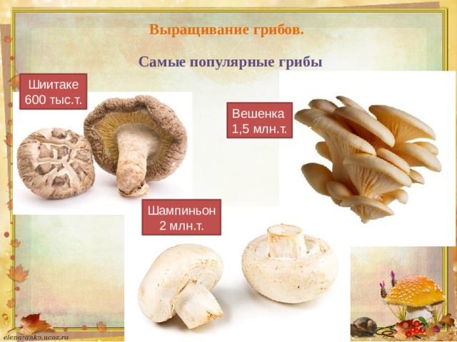Выращивание грибов. Самые популярные грибы Шиитаке  600 тыс.т. Вешенка  1,5 млн.т. Шампиньон  2 млн.т.   