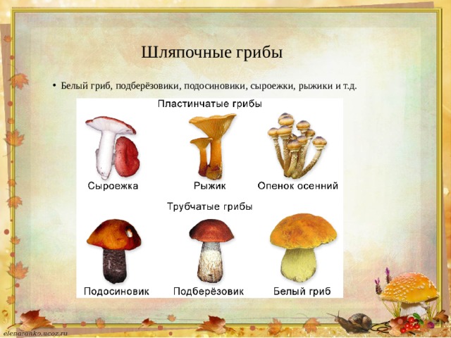 Три примера шляпочных грибов. Условно-съедобные грибы Шляпочные. Названия шляпочных грибов. Шляпочные грибы примеры. Названия шляпочных трубчатых грибов.