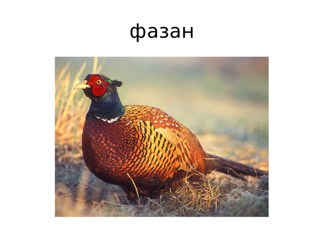 фазан 