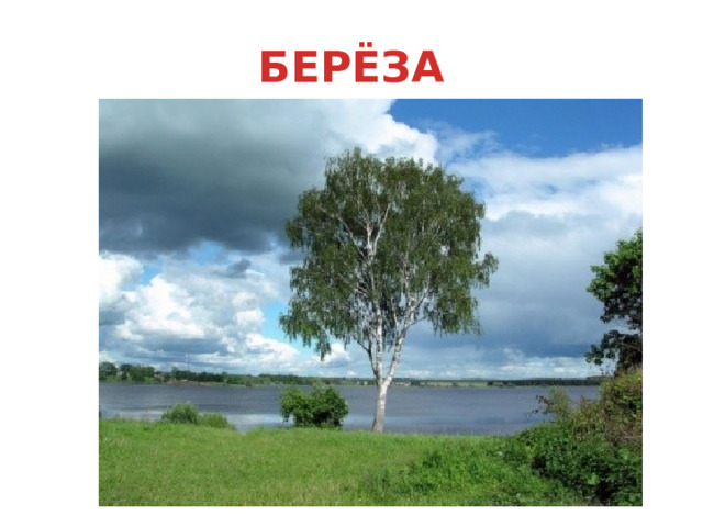 БЕРЁЗА 