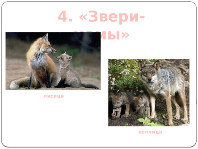4. «Звери-мамы» лисица волчица  
