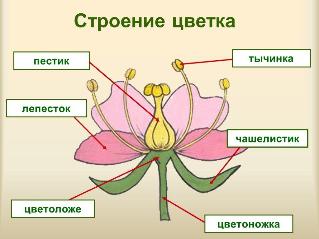 Чашелистик на рисунке