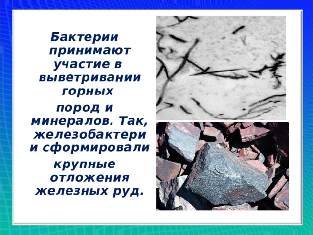 Бактерии принимают участие в выветривании горных пород и минералов. Так, железобактерии сформировали крупные отложения железных руд.  