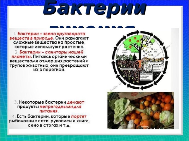 Бактерии гниения 