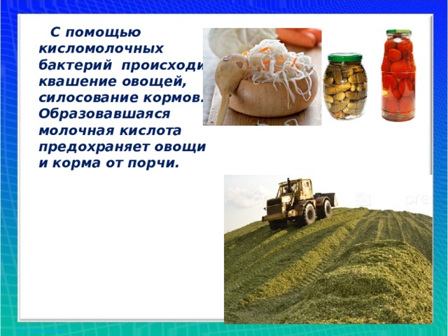  С помощью кисломолочных бактерий происходит квашение овощей, силосование кормов. Образовавшаяся молочная кислота предохраняет овощи и корма от порчи. 