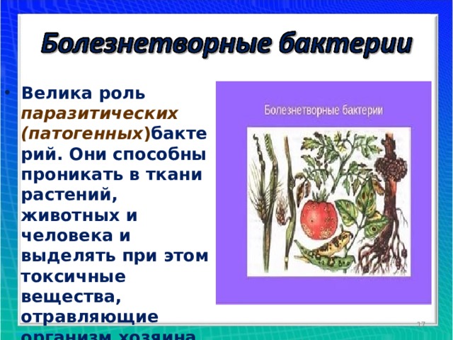 Велика роль паразитических (патогенных ) бактерий. Они способны проникать в ткани растений, животных и человека и выделять при этом токсичные вещества, отравляющие организм хозяина.   