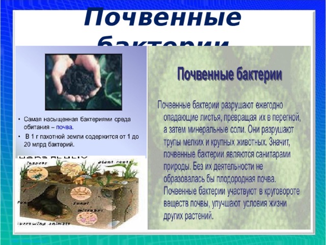 Почвенные бактерии 