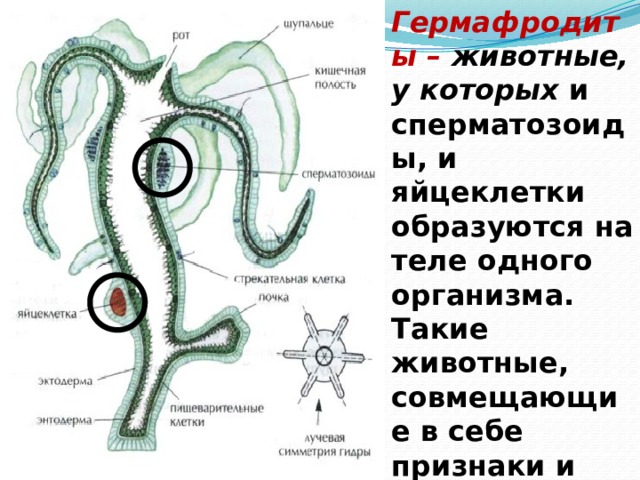 Гермафродиты – животные,  у которых и сперматозоиды, и яйцеклетки образуются на теле одного организма. Такие животные, совмещающие в себе признаки и женского, и мужского пола. 