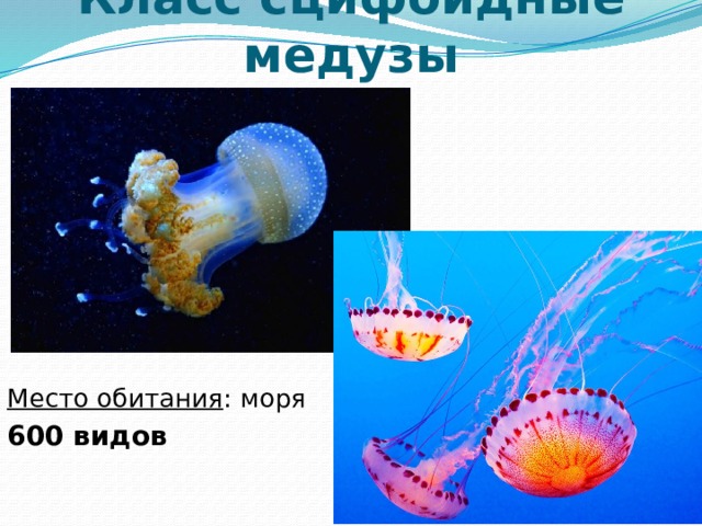 Класс сцифоидные медузы  Место обитания : моря 600 видов 