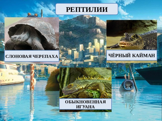 РЕПТИЛИИ ЧЁРНЫЙ КАЙМАН СЛОНОВАЯ ЧЕРЕПАХА ОБЫКНОВЕННАЯ ИГУАНА 