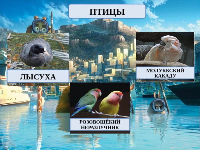 ПТИЦЫ МОЛУККСКИЙ КАКАДУ ЛЫСУХА РОЗОВОЩЁКИЙ НЕРАЗЛУЧНИК 