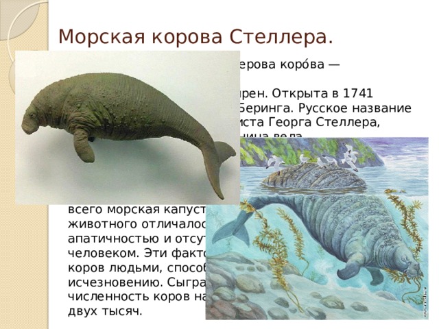 Презентация морская корова