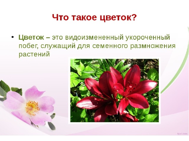Тема по биологии растения города. Цветок определение. Цветок биология. Определение понятия цветок. Что такое цветок кратко.
