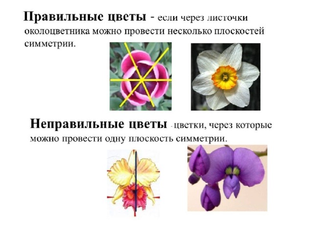 Как выглядит неправильный цветок