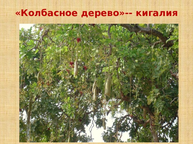«Колбасное дерево»-- кигалия   