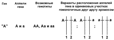 В f1 100 гетерозиготный генотип. Организм с генотипом гетерозиготным по двум парам аллелей. Гетерозиготными организмами являются организмы с набором аллелей. Схема скрещивания канареек.