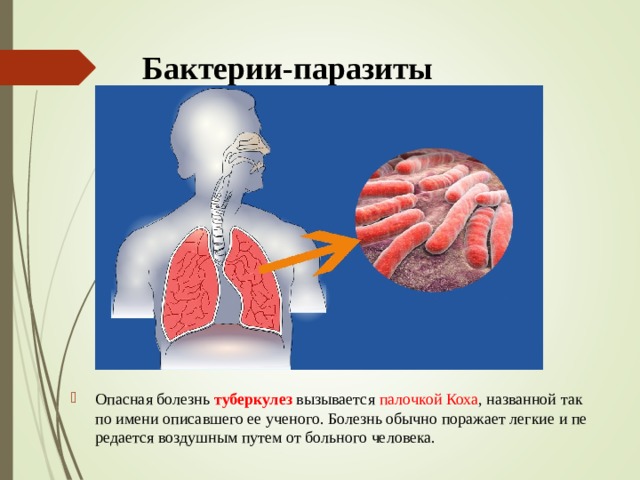 Бактерии-паразиты Опасная болезнь туберкулез вызывается палочкой Коха , названной так по имени опи­савшего ее ученого. Болезнь обычно поражает легкие и пе­редается воздушным путем от больного человека.  