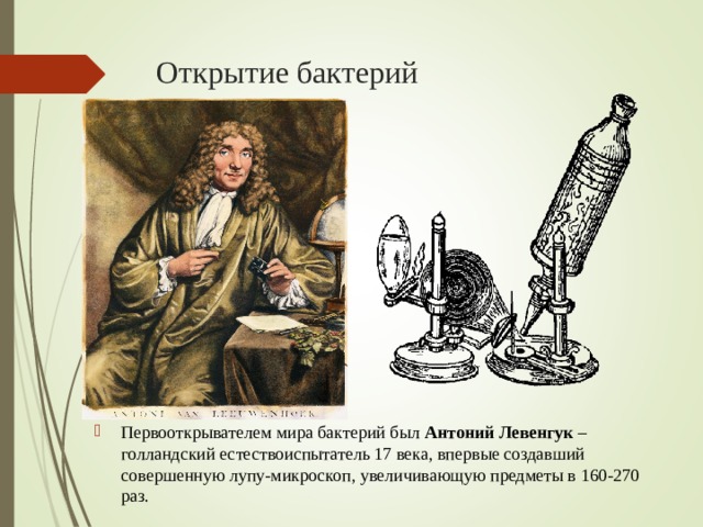 Открытие бактерий Первооткрывателем мира бактерий был Антоний Левенгук – голландский естествоиспытатель 17 века, впервые создавший совершенную лупу-микроскоп, увеличивающую предметы в 160-270 раз. 