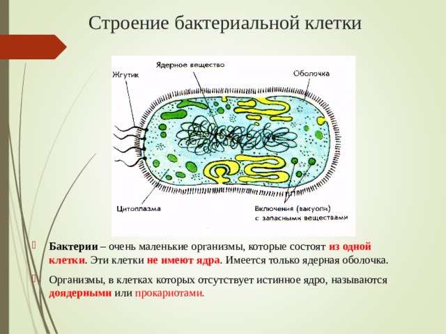 Строение бактериальной клетки Бактерии – очень маленькие организмы, которые состоят из одной клетки . Эти клетки не имеют ядра . Имеется только ядерная оболочка. Организмы, в клетках которых отсутствует истинное ядро, называются  доядерными или прокариотами.  