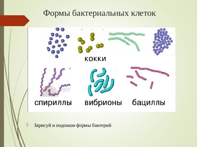 Формы бактериальных клеток Зарисуй и подпиши формы бактерий 